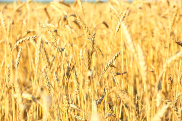 Sticker - Wheat field with golden spikelets