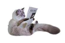 The Cat Is Reading A Newspaper