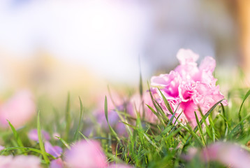 Wall Mural - ground level macro closeup view of cherry blossom sakura flower petals lying on grass in backlight, 