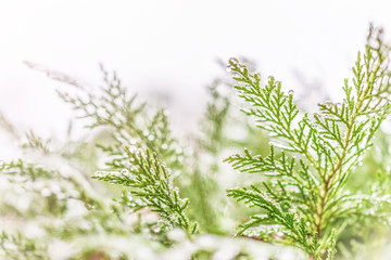 Wall Mural - Frost water drops on juniper tree macro closeup isolated against sky with soft sunlight