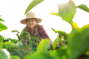 Wall Mural - Female farmer working in field