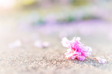 Wall Mural - macro closeup of one fallen cherry blossom on asphalt ground with bokeh