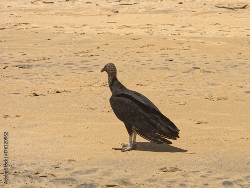 Un Urubu Noir En Observation Sur La Plage De Rémire