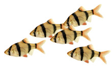 Swarm Of Tiger Barb Or Sumatra Barb Puntius Tetrazona Aquarium Fish Isolated 