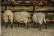 Sheep Feeding