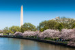 Washington Monument with Cherry Trees
