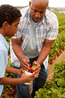 © digitalskillet1 - Father and son picking strawberries outside.