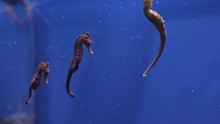 Hippocampus Guttulatus, Commonly Known As Long-snouted Seahorse Stock Footage Video