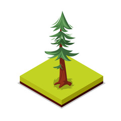 green pine tree isometric 3d icon. public park decorative tree and green grass vector illustration. 