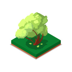 Wall Mural - Green maple tree isometric 3D icon. Public park decorative tree and green grass vector illustration. Nature map element for summer parkland landscape design.