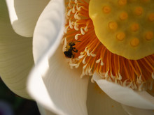 Honey Bee With Nectar Pollen On Lotus Flower.