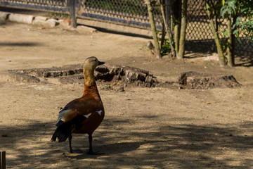 Poster - Ruddy Shelduck (Tadorna ferruginea)