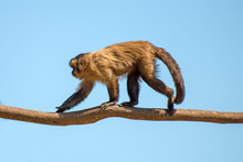 Monkey Walking Along The Tree Trunk. Place For Text.