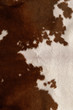 cow leather texture