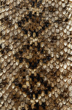 Brown Snake Skin Texture
