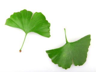 green ginkgo biloba isolated on white background