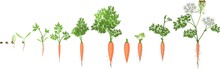 A Two-year Life Cycle Of Carrot Development From Planting A Seed To Flowering Plant. Carrot Growth Stage
