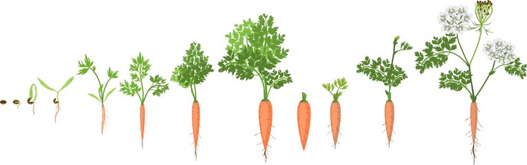 Wall Mural - A two-year life cycle of carrot development from planting a seed to flowering plant. Carrot growth stage