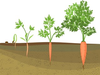 Wall Mural - Stages of growth of carrots