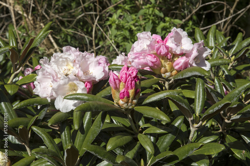 Plakat Rhododendron yakushimanum &quot;Koichiro Wada&quot;