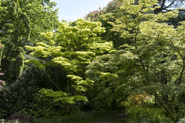 Sticker - Acer japonicum 'Aureum'