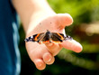 Schmetterling auf Kinderhand