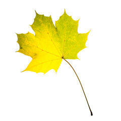 Wall Mural - autumn yellow maple leaf isolated on white background