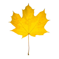 autumn yellow maple leaf isolated on white background