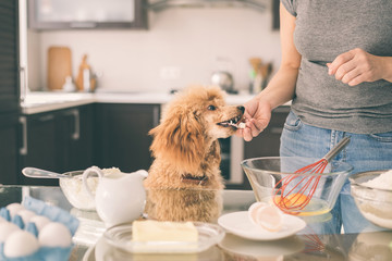 Wall Mural - Young woman with her dog is cooking on the kitchen . Concept of cooking.