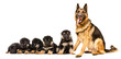 German Shepherd dog, sitting with puppies, isolated on white background