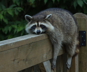 young raccoon resting on deck railing on a very hot day, looking into the camera lens..