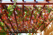 Virginia Creeper Autumn Leaves And Berries Covering A Wooden Pergola Attached To A House Wall (Parthenocissus Quinquefolia)