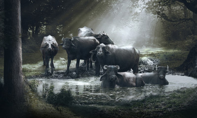 Buffalo Bath