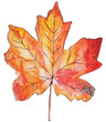 Autumn maple leaf watercolor isolated on white background