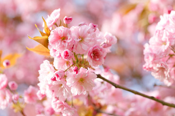 Canvas Print - sakura flowers cherry blossoms