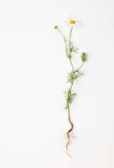 Chamomile with root on white background