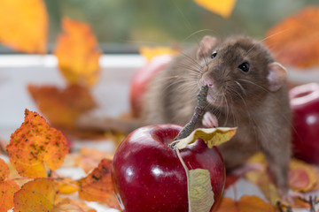 Wall Mural - gray rat and red apple