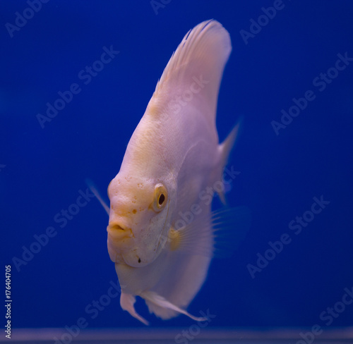 Unduh 92 Background Aquarium Discus HD Terbaik