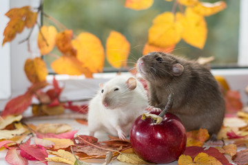 Wall Mural - two domestic rats and fall