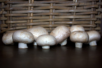 champignon mushroom