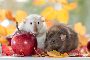 Wall Mural - couple of domestic rats in autumn leaves