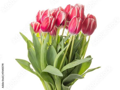piekny-bukiet-czerwonych-tulipanow-z-zielonymi-liscmi-na-bialym-tle