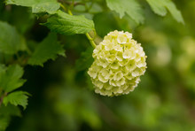 Bouquet Branch White Hydrangea Fresh Bright Against A Background Of Green Foliage Spring Mood