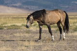 Fototapeta Zwierzęta - Wild Horse in the Utah Desert