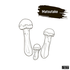 Wall Mural - Outline mushrooms, matsutake sketch.