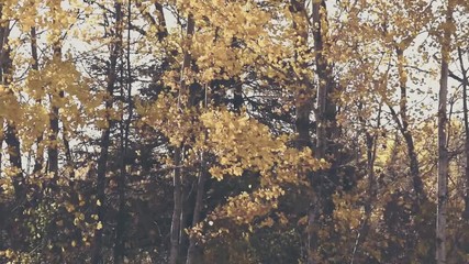 Wall Mural - Vintage Look Aspen on Fall Day