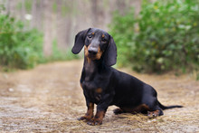 Beautiful Portrait Of A Dog (puppy) Breed Dachshund Black Tan,  In The Green Forest
