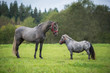© Rita Kochmarjova - Young andalusian horse with little appaloosa pony