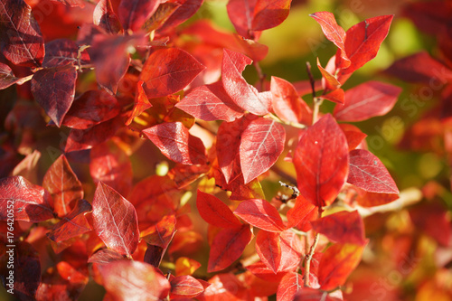 Plakat Czerwoni liście czarne jagody w jesieni