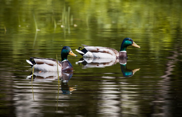 wild duck swims in the lake